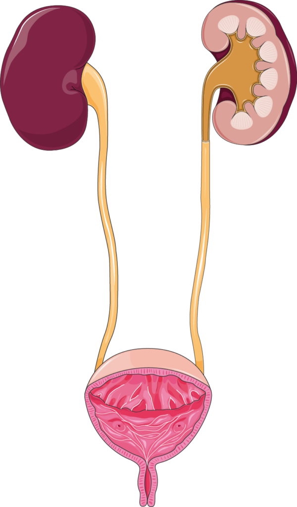 Urinary Tract Infections can affect any part of the urinatry tract